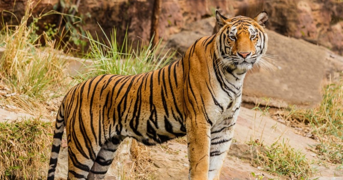 Ramnagar Tiger Attack